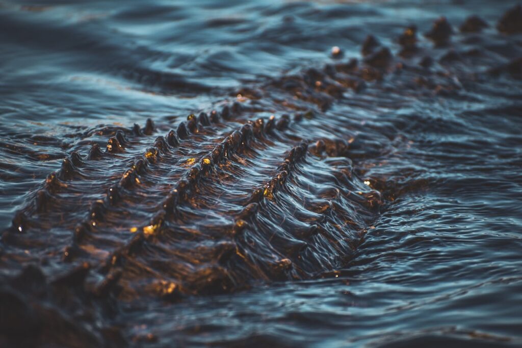 Close-up of a crocodile's back submerged in water
