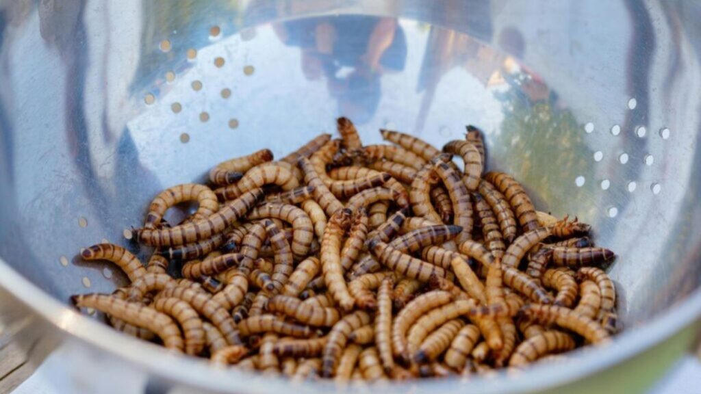 Mealworms