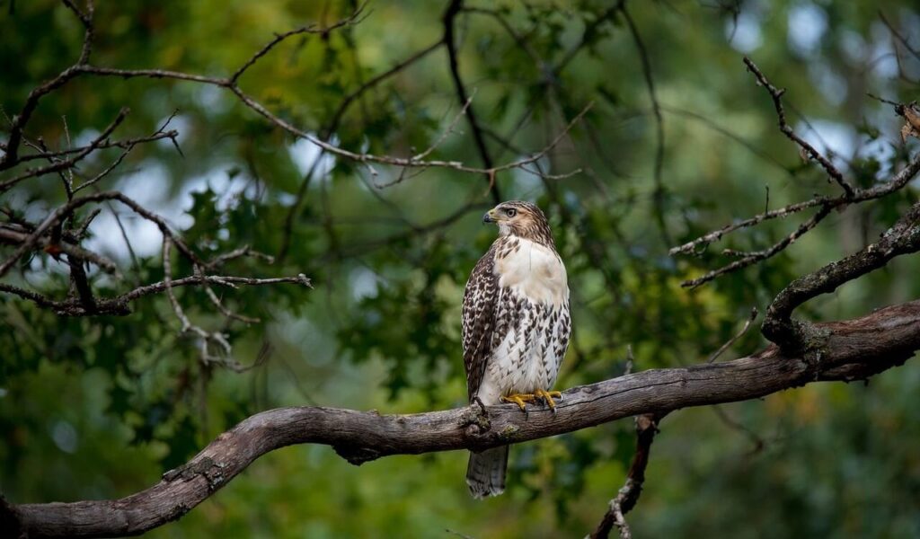 hawk perched on a tree branch