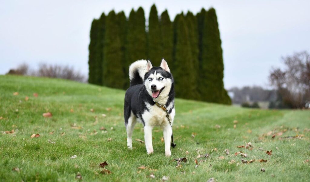 purebred Siberian Husky on grass