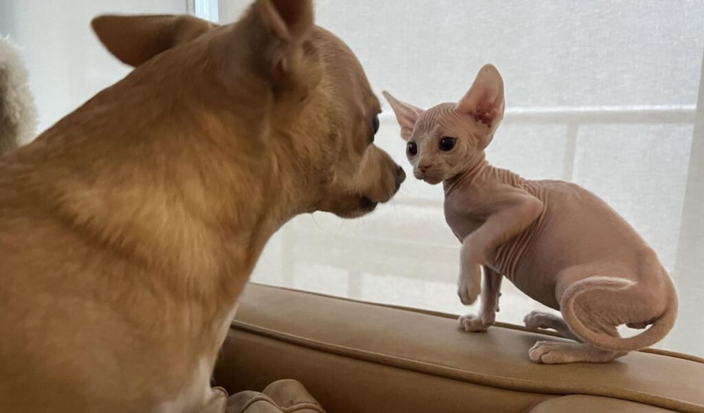 chihuahua and sphynx cat on a couch
