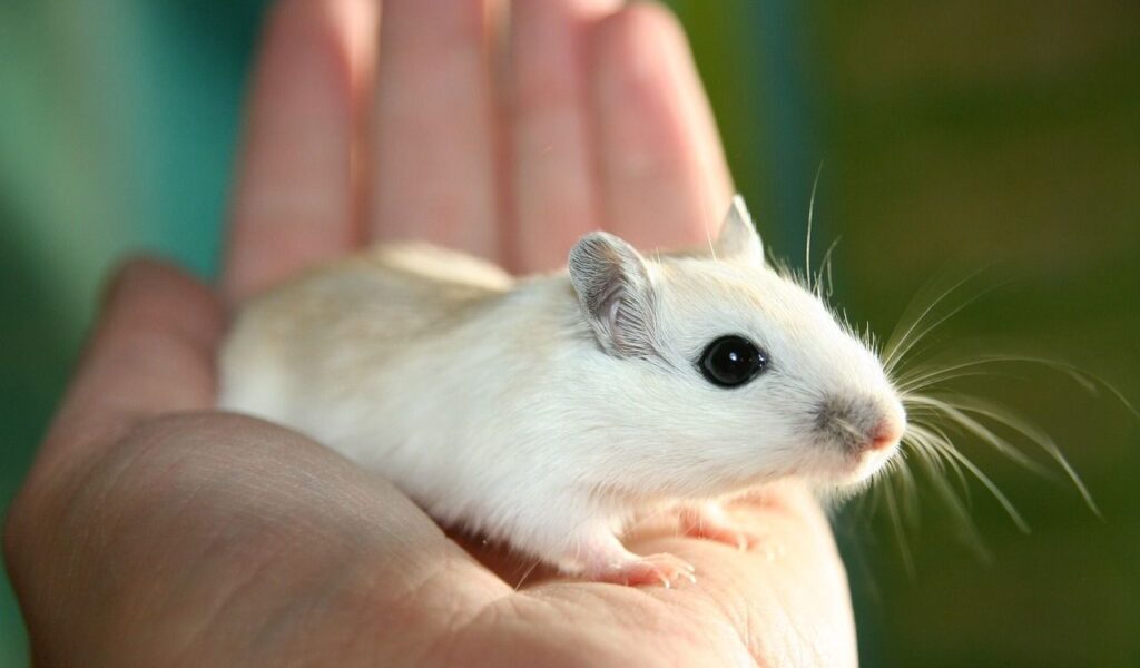 small mouse resting on a person's hand