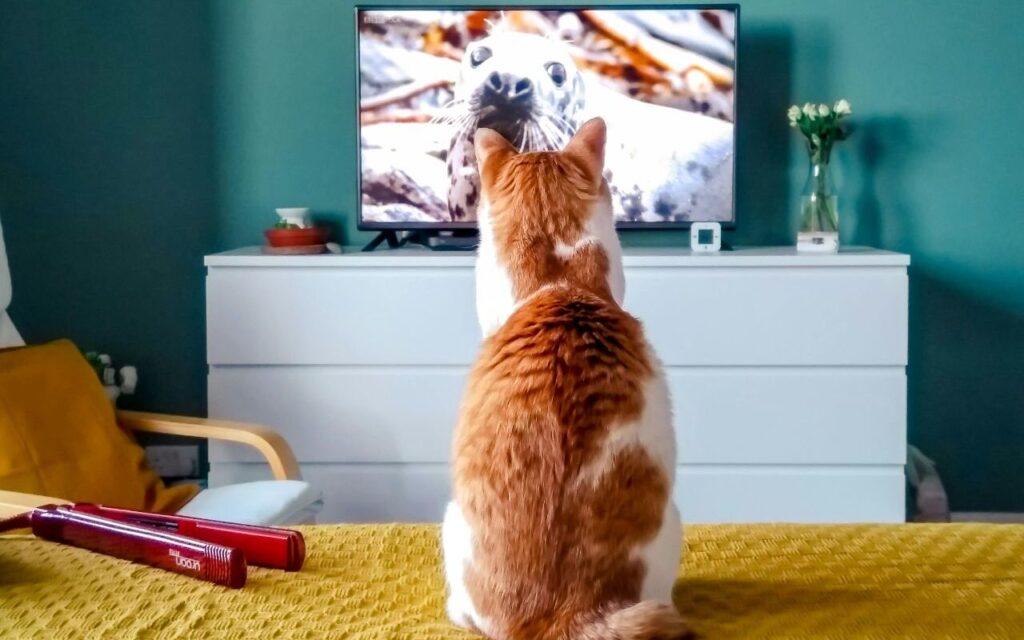 cat watching a seal on TV