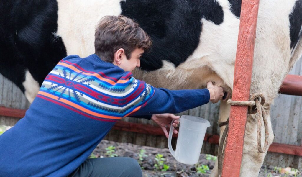 Person milking a cow in a barn.