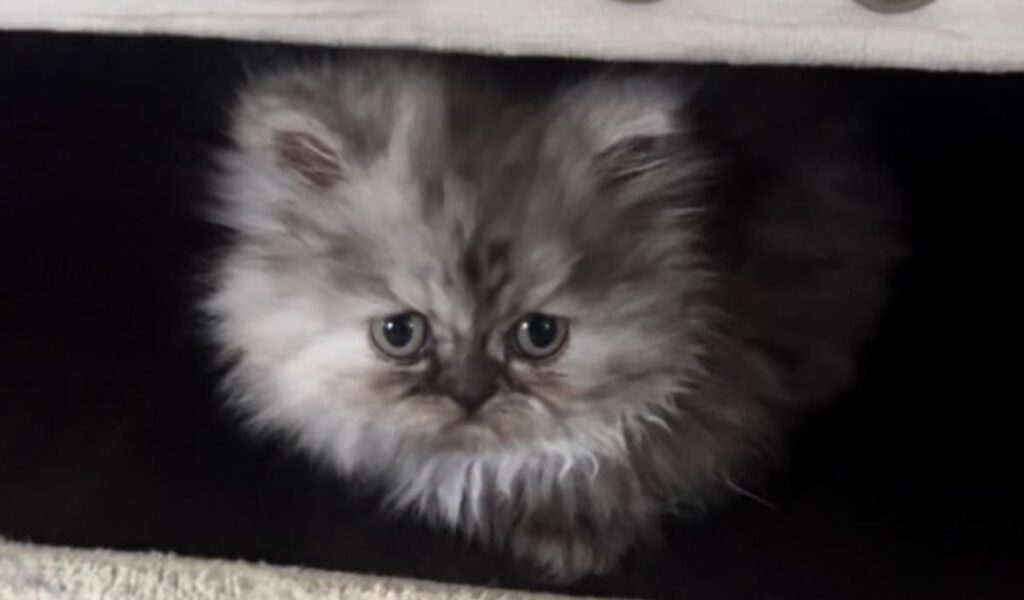 Persian kitten with big blue eyes.