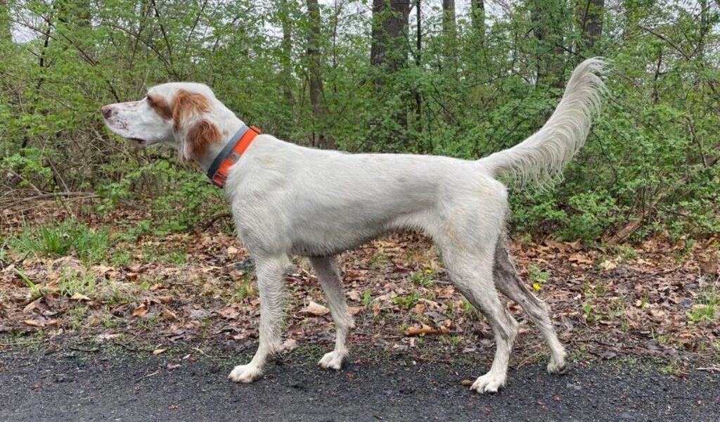 English Setter standing outdoors.