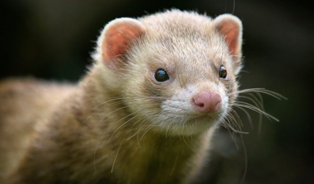 Close-up of a brown ferret.
