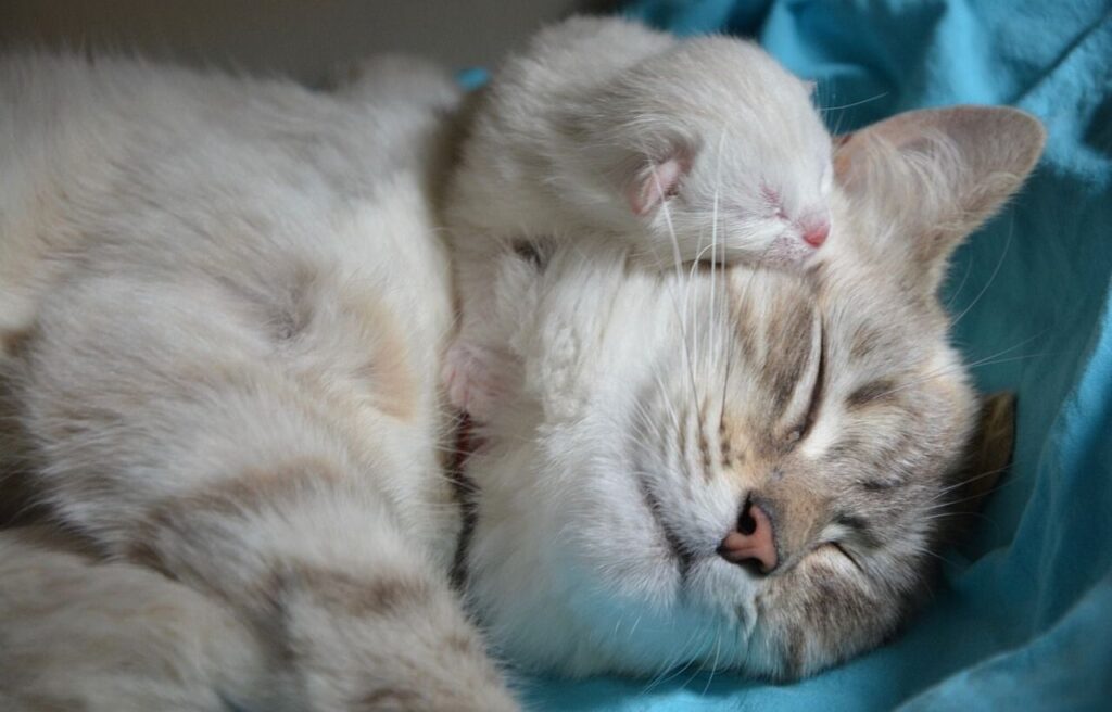 Cat and kitten sleeping together.