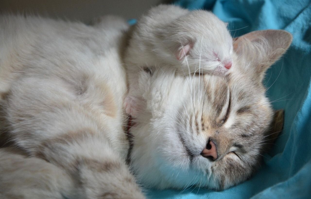 Cat and kitten sleeping together.