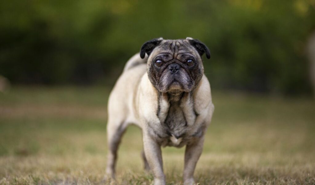 Pug standing on grass looking forward.