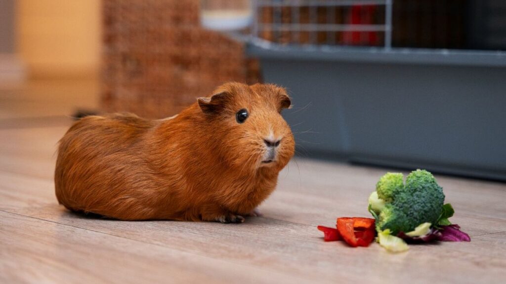 A brown guinea pig sitting on a wooden floor near a small pile of fresh vegetables, including broccoli and red bell pepper, with a cage in the blurred background.
