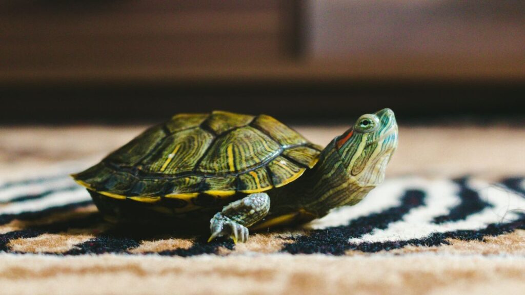 A small turtle with a green shell and red markings on its face sitting on a patterned rug indoors.