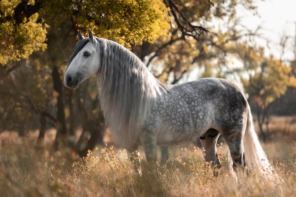 The Andalusian
