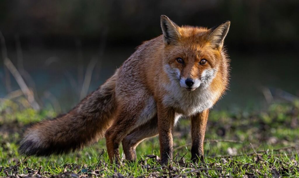 fox standing on grassy ground