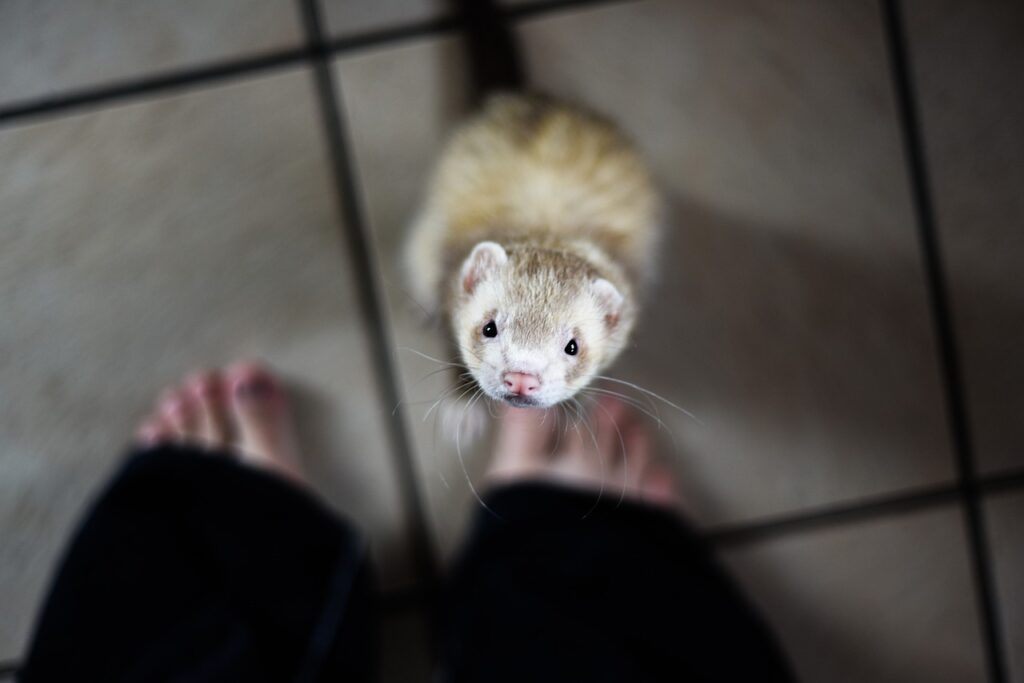 Ferret with humans