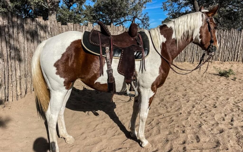 Paint horse saddled in a sandy paddock.