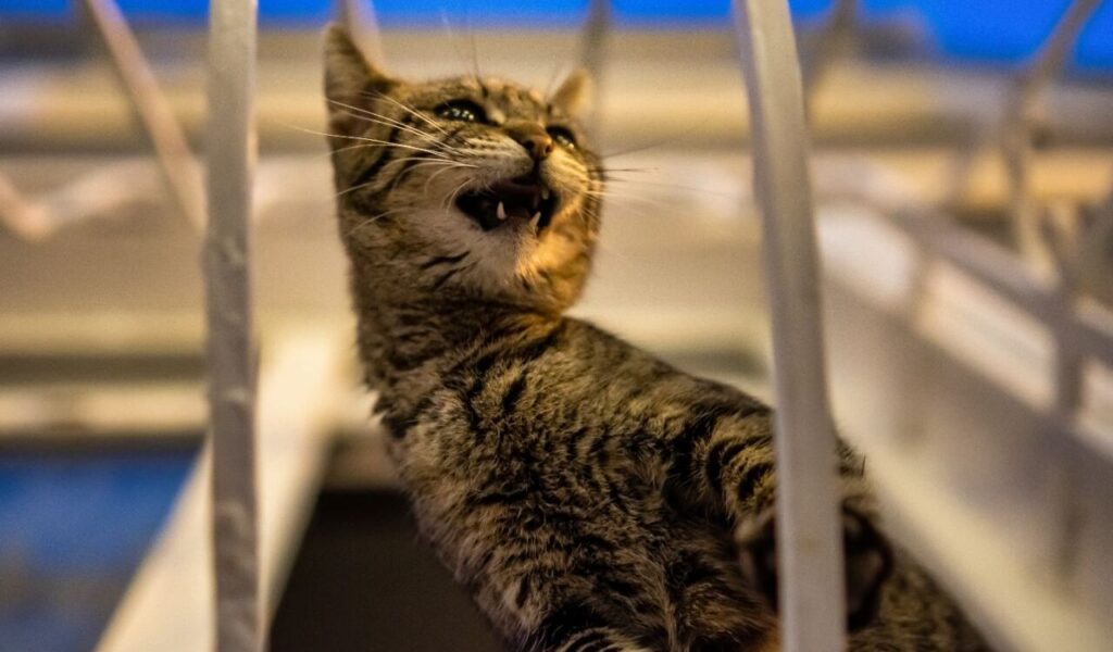 cat meowing behind bars