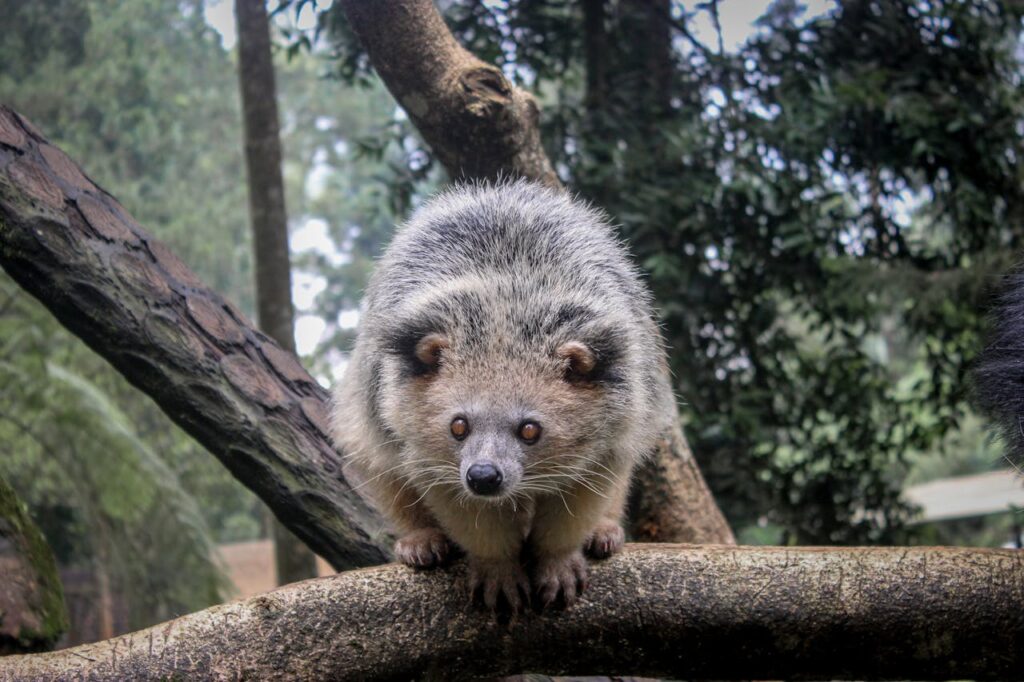 A binturong (also called a bearcat)