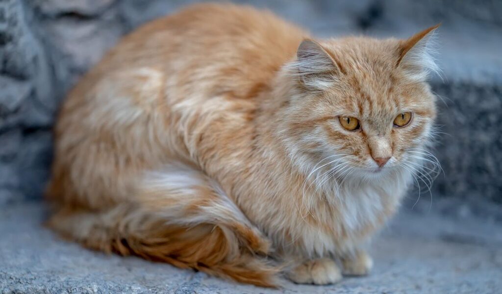 Persian cat with orange fur