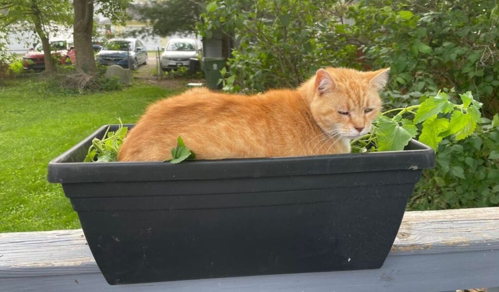 orange cat in planter