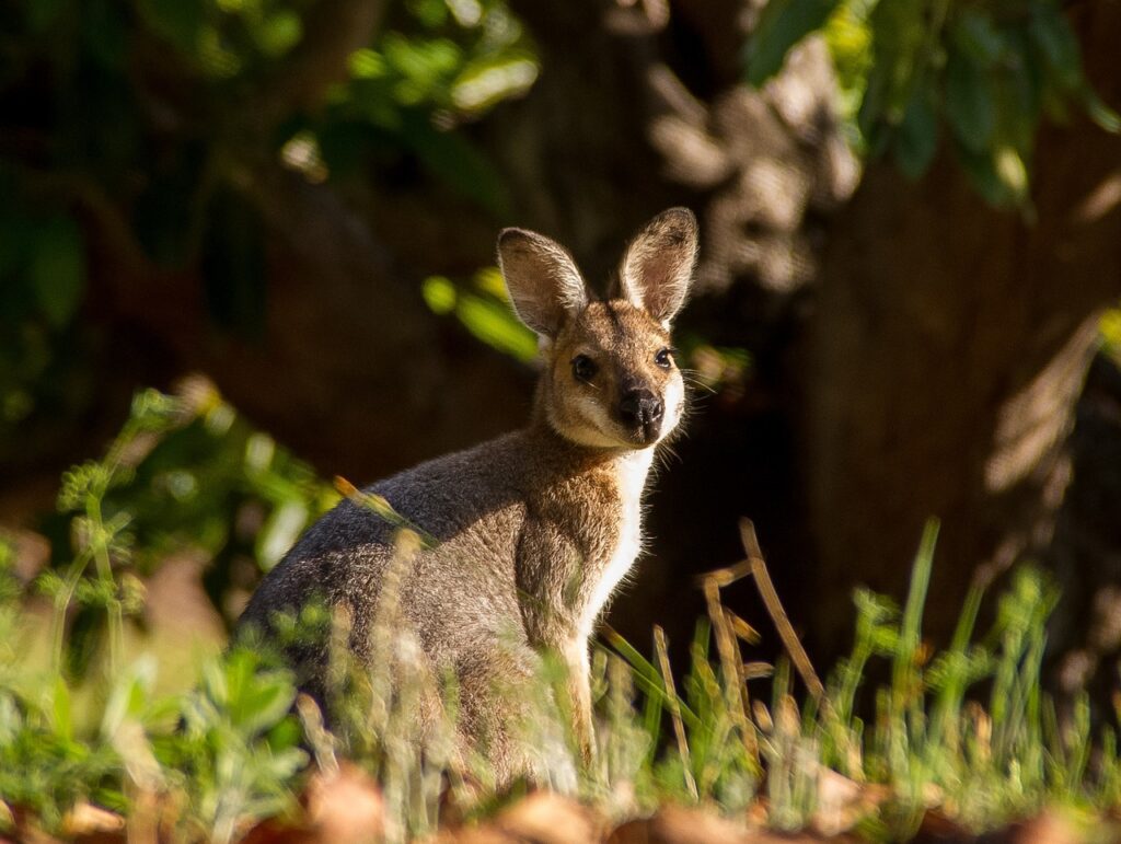 A wallaby sitting among vegetation