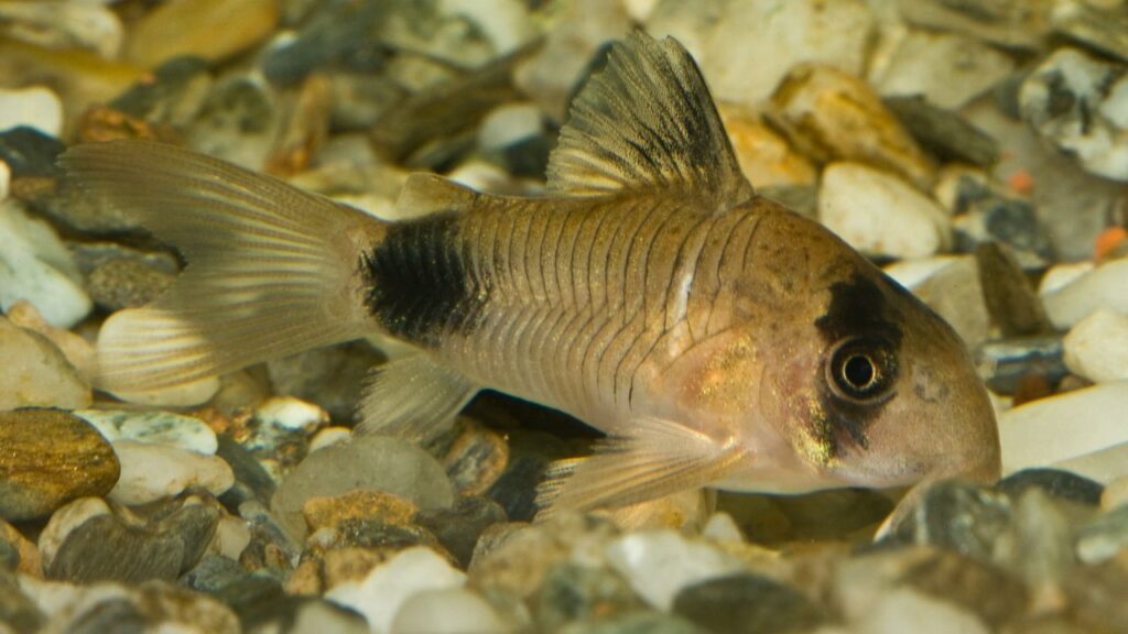Panda Corydoras