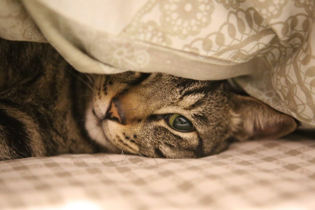 Orange tabby snuggled warmly in soft blanket