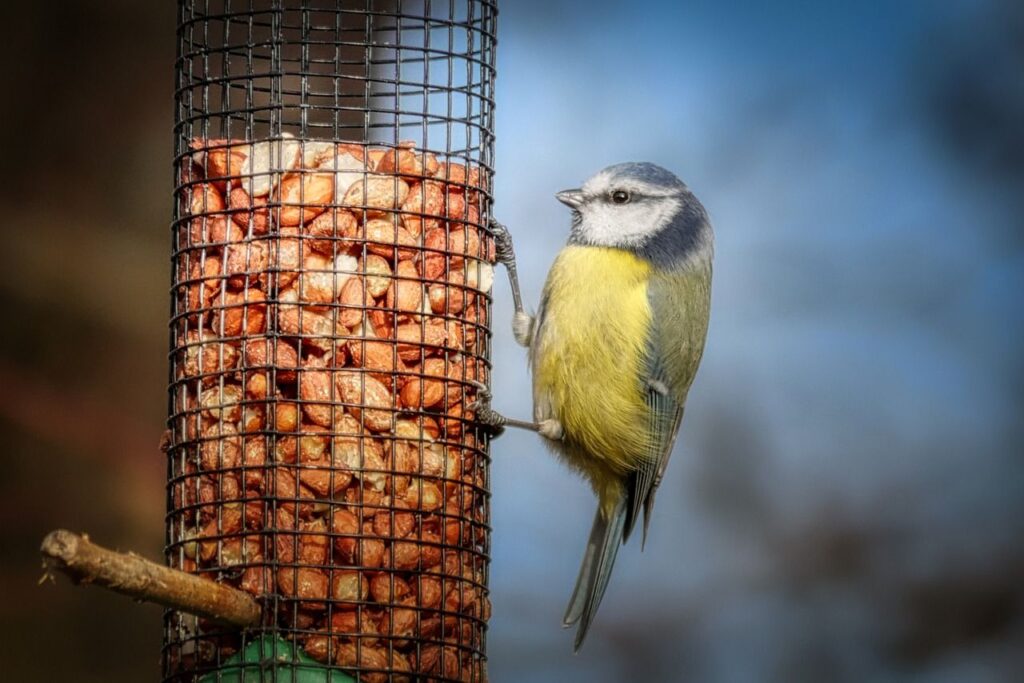 Blue tit bird feeding on peanuts.