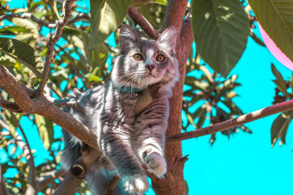 Cat perched on a sunny tree branch.