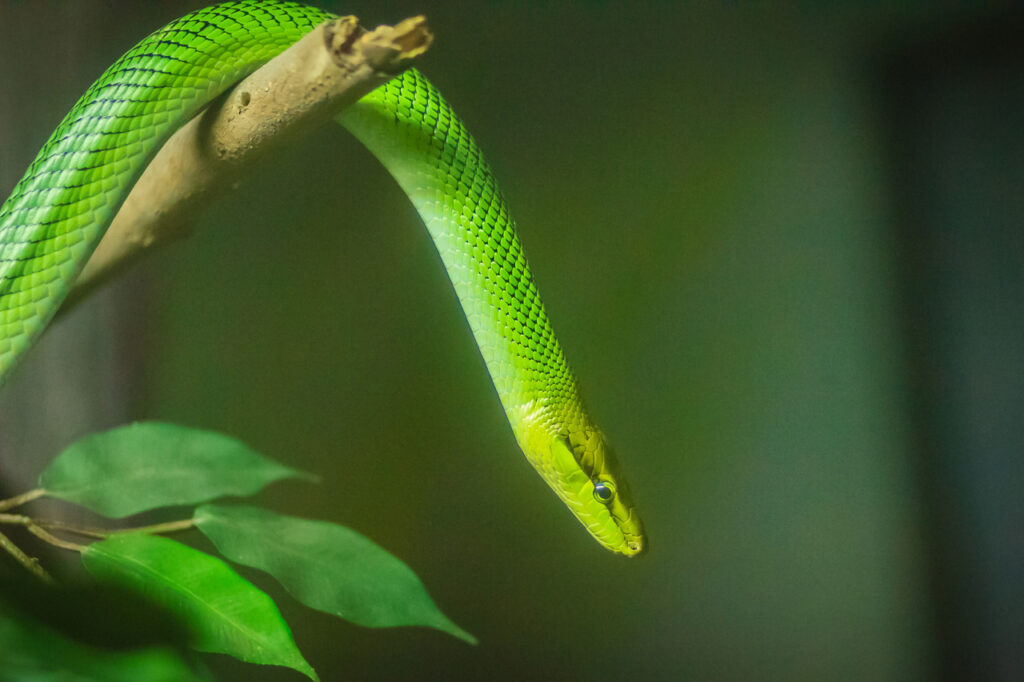 Rough green snake