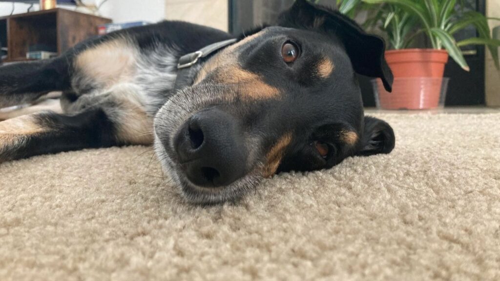 Doberman Collie