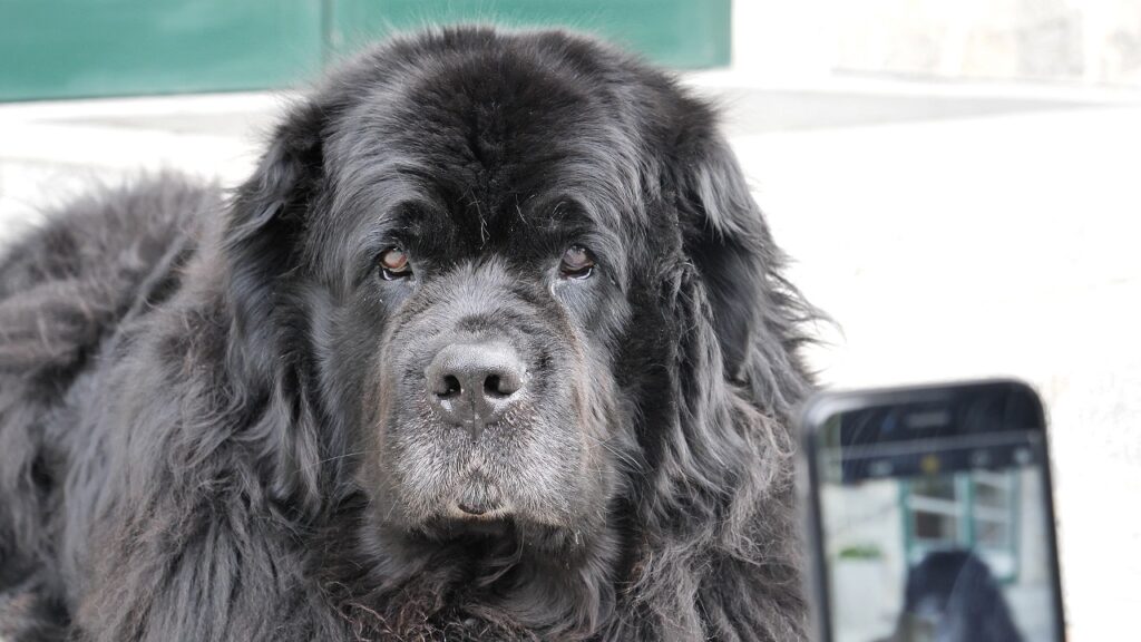 newfoundland