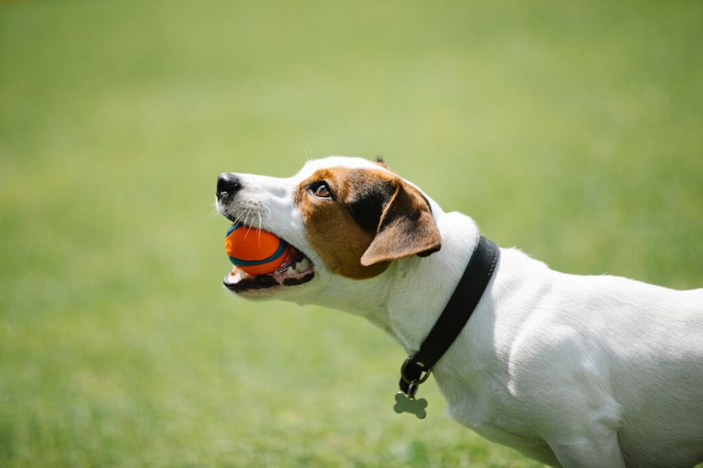 Jack Russell Terrier holding an orange ball in mouth on grass
