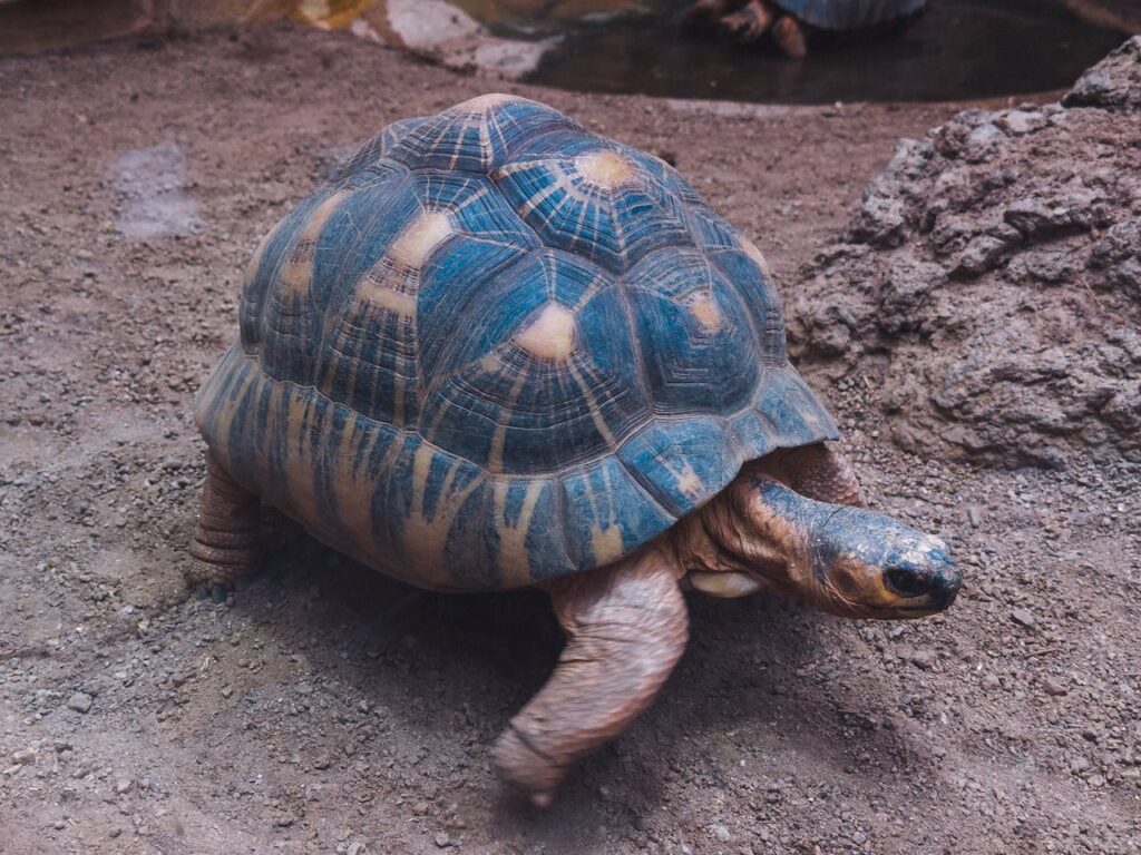 radiated turtle