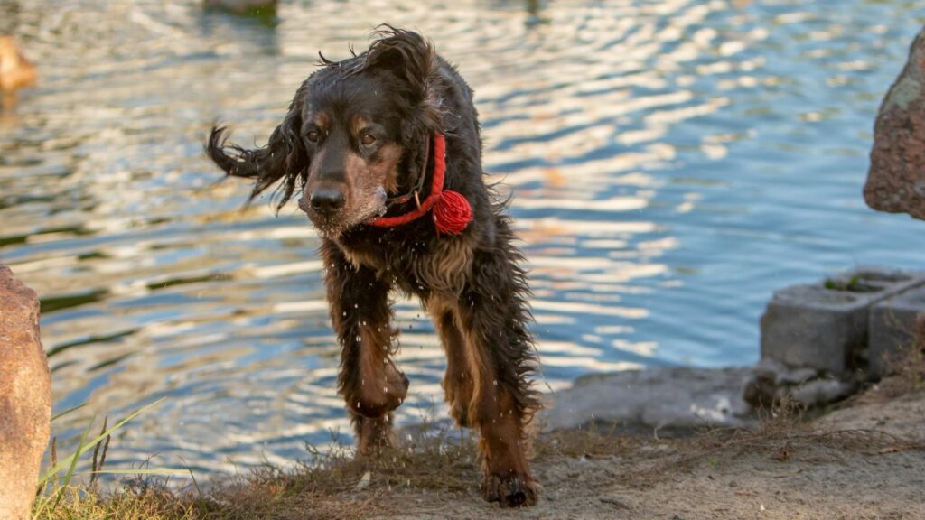 A wet, dark brown dog with long, wavy fur emerging from a body of water, wearing a red collar with a red rope attached. The dog's fur glistens with water droplets as it moves onto a sandy and grassy area near the edge of the water. In the background, the rippling water reflects sunlight, creating a serene and natural scene with rocks nearby.