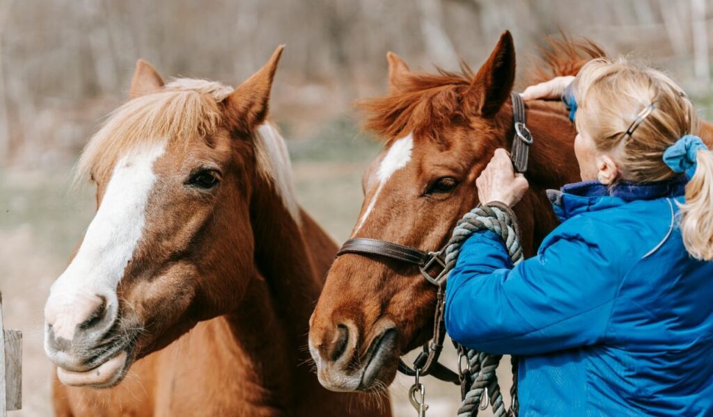 A woman in a bright blue jacket tending to two chestnut horses outdoors. She is adjusting the halter of one horse, while the other, with a white blaze and light mane, looks calm and curious. The setting is a natural outdoor environment with soft, blurred trees in the background, creating a tranquil and caring moment.