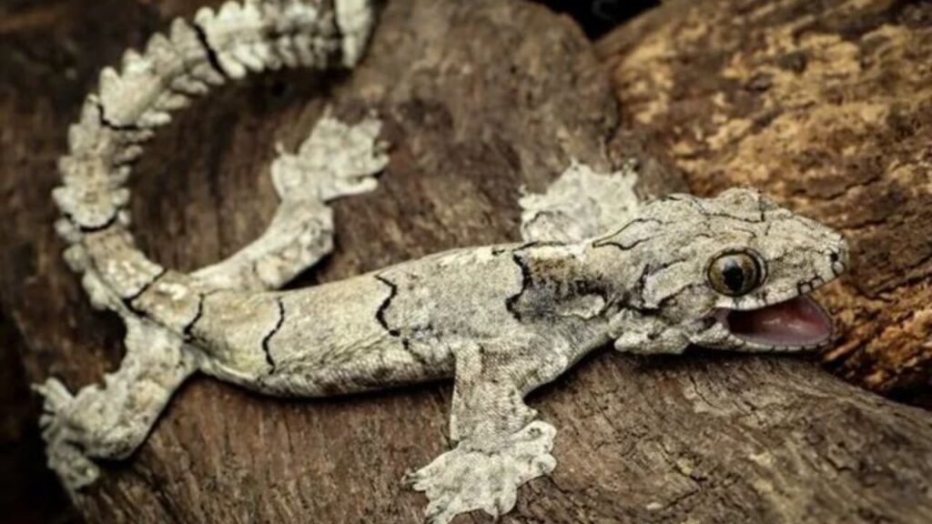 A light gray gecko with intricate black markings and rough, textured skin, blending perfectly with the bark of a tree. Its large eyes are open, and its mouth is slightly ajar, revealing its tiny teeth. The gecko's tail features a distinctive serrated appearance, adding to its unique camouflage on the wooden surface.