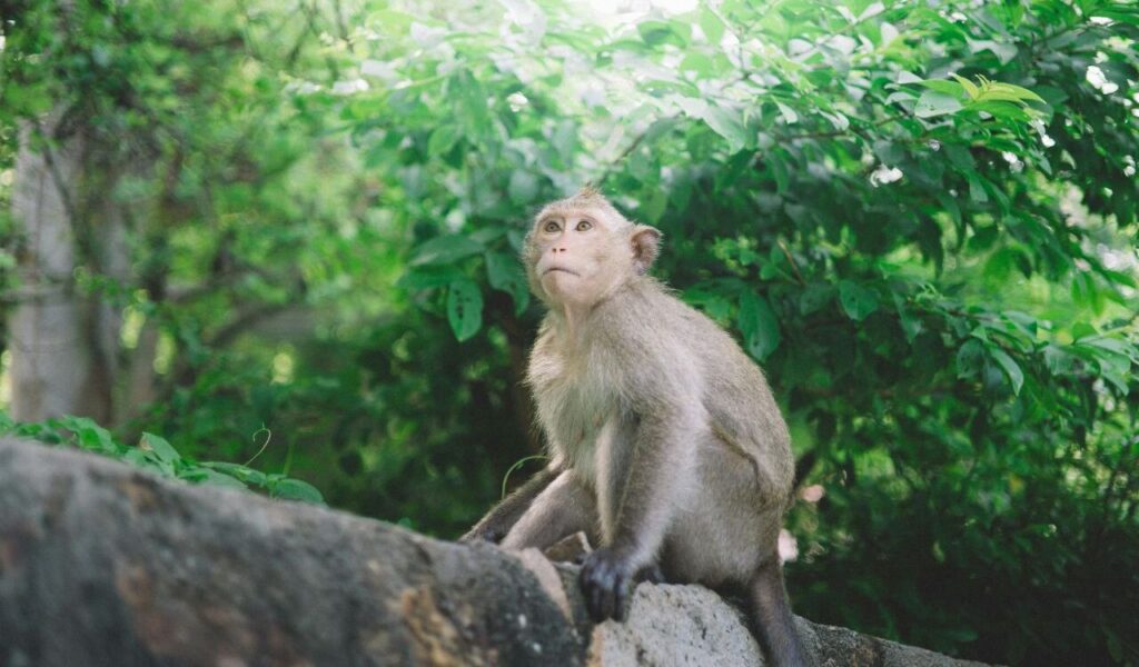 A monkey sits on a stone surface surrounded by dense green foliage, gazing upwards with a curious and thoughtful expression.