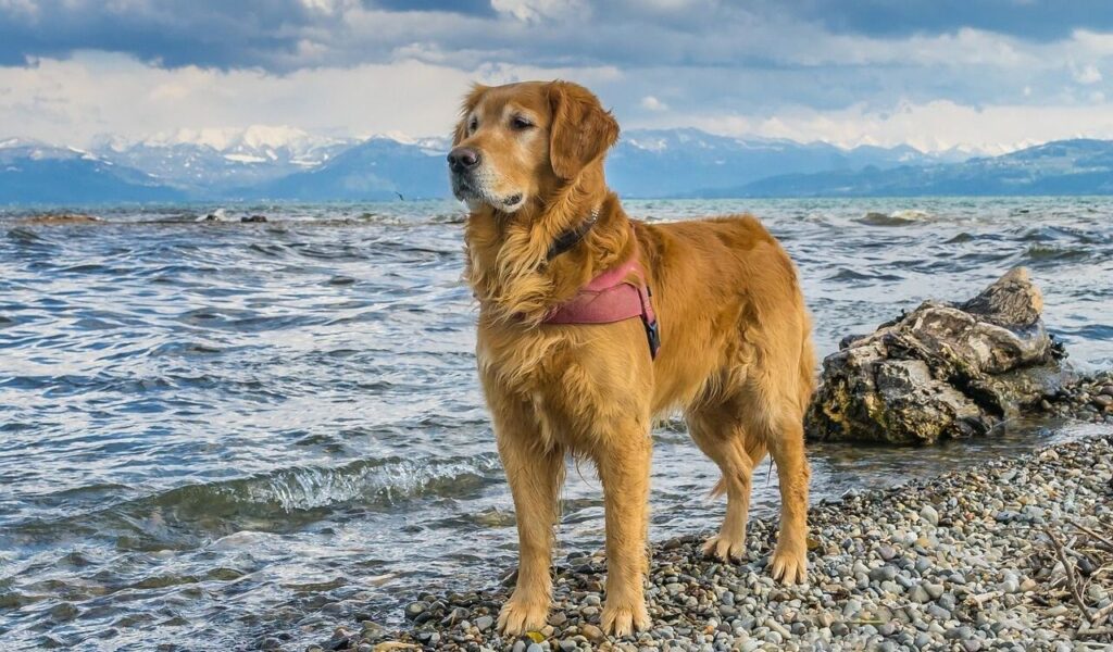 A golden retriever wearing a pink harness stands on a pebbled shoreline, gazing into the distance with a backdrop of a serene lake and snow-capped mountains under a cloudy sky.