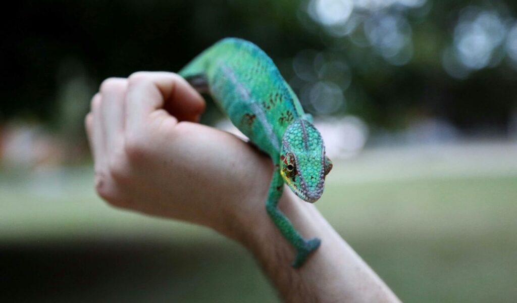 Green chameleon with colorful markings climbing on a person's arm, set against a blurred outdoor background.