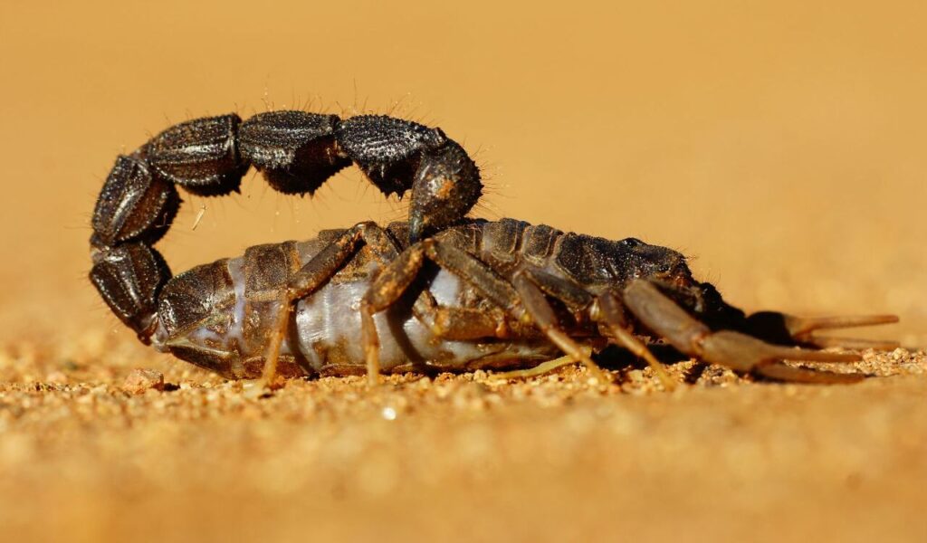 A black scorpion with a curled tail and visible stinger, lying on warm orange sand in a close-up view.