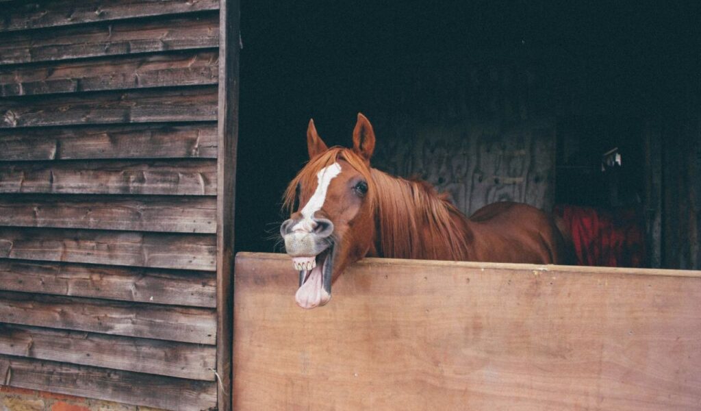 A chestnut horse playfully sticking its tongue out while leaning over a wooden stable door, with a rustic barn backdrop.