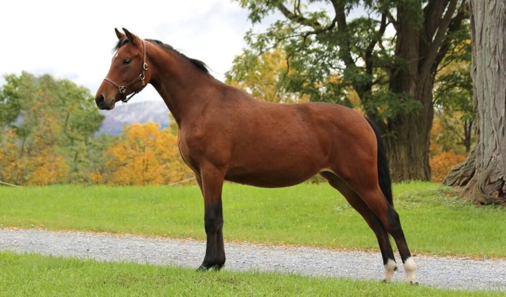 A brown horse with black mane and tail standing on a grassy field beside a dirt path, surrounded by trees with autumn-colored leaves.