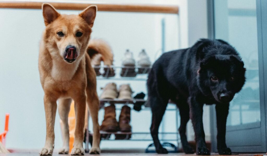 Two dogs standing indoors near a shoe rack, one tan-colored licking its nose and the other black looking intently forward.