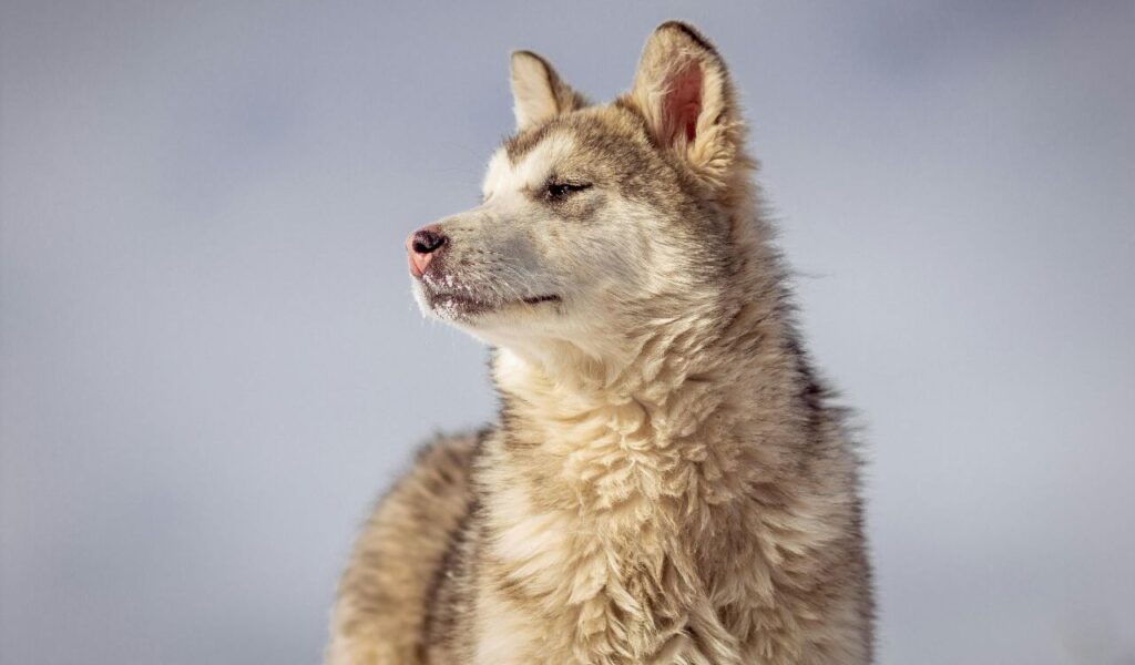 A fluffy Siberian Husky with a thick, cream and light brown coat.