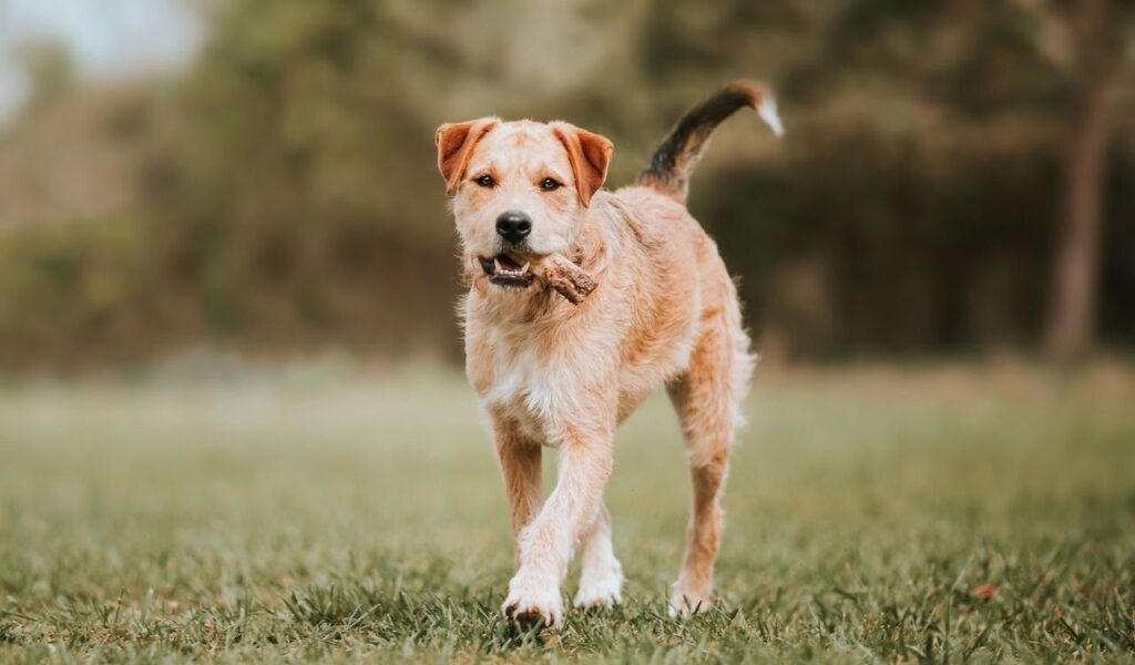 A Border Terrier carrying a stick while walking on a grassy field.