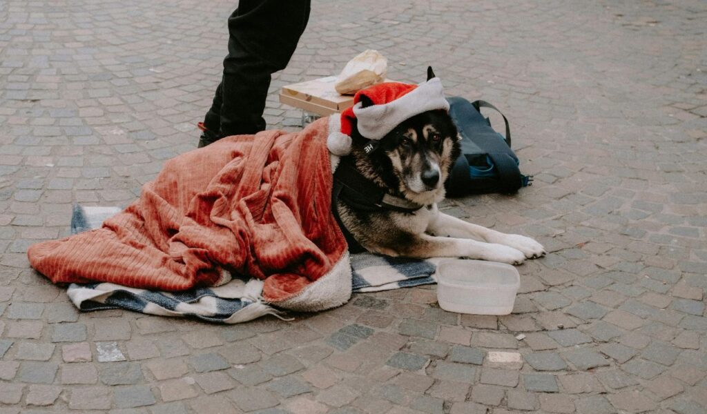 Dog wearing a Santa hat lying under a red blanket.
