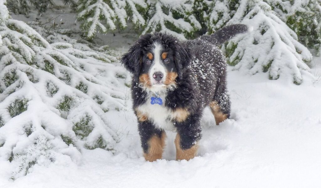 Bernese Mountain Dog puppy in the snow.