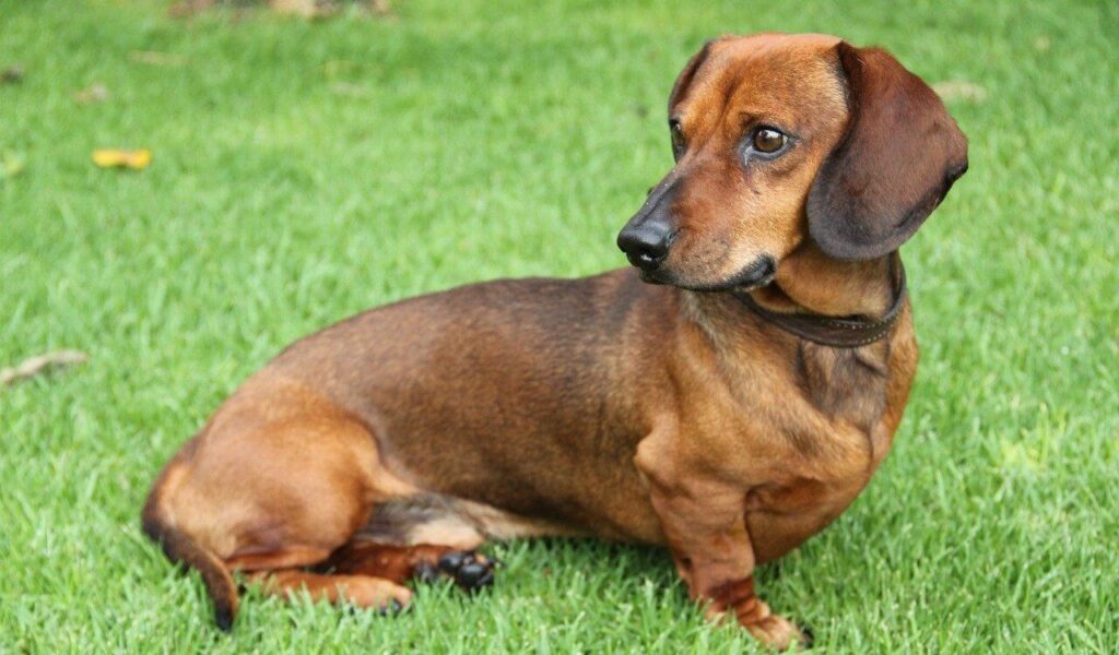 Dachshund sitting on grass.