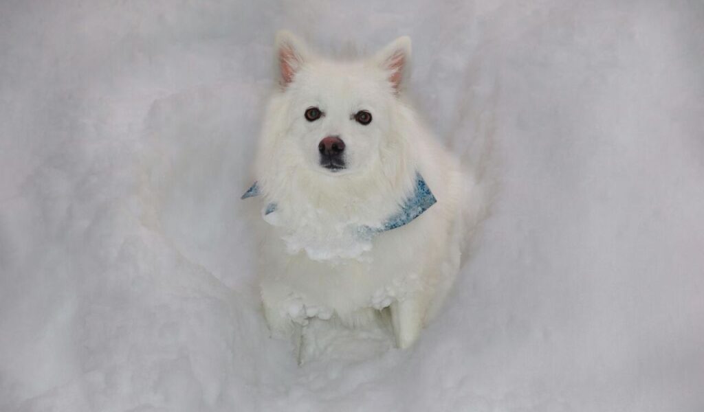 American Eskimo Dog sitting in snow